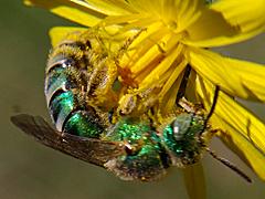 Metallic Green Bee